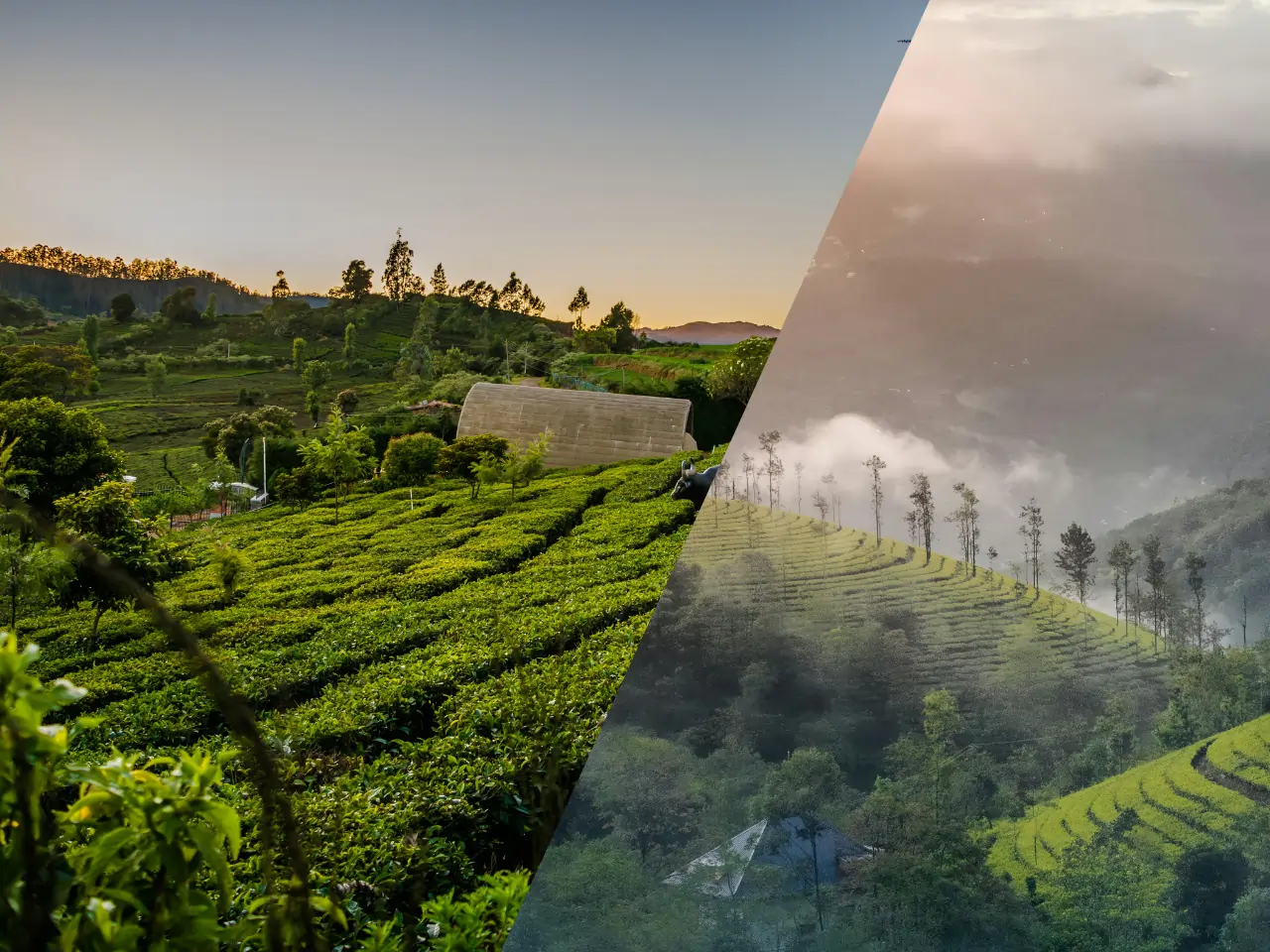 Ooty to Munnar Taxi Service - Car Rental and Outstation Cab Booking
